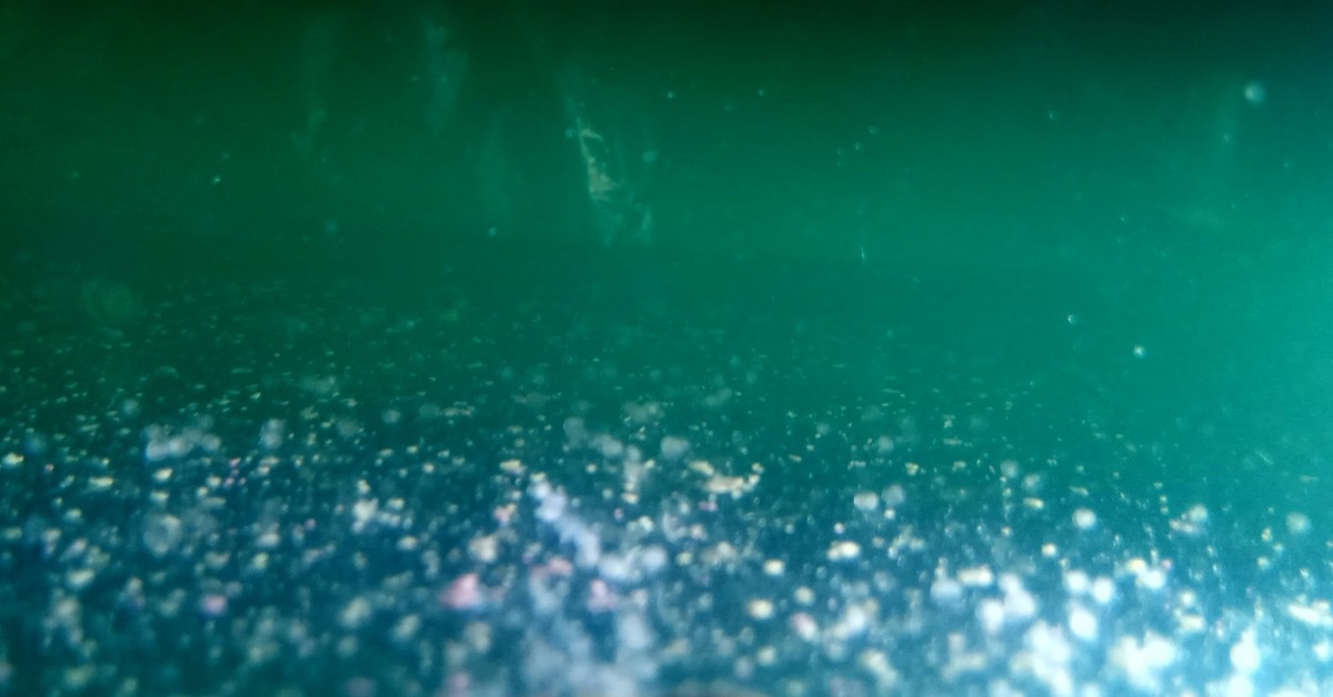 Барбусы отложили икру | Пикабу