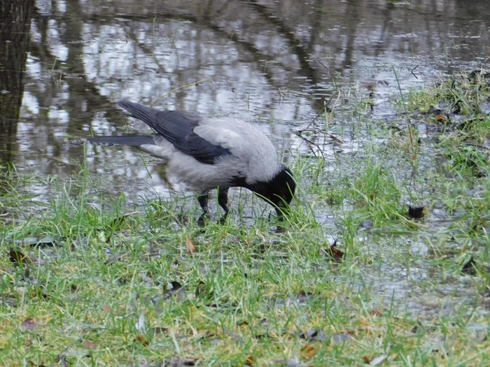 Gray crow in Udelny Park. 01/13/2020 - My, Grey Crow, Birds, Bird watching, Specific Park, Saint Petersburg, Ornithology, Video, Longpost, Crow