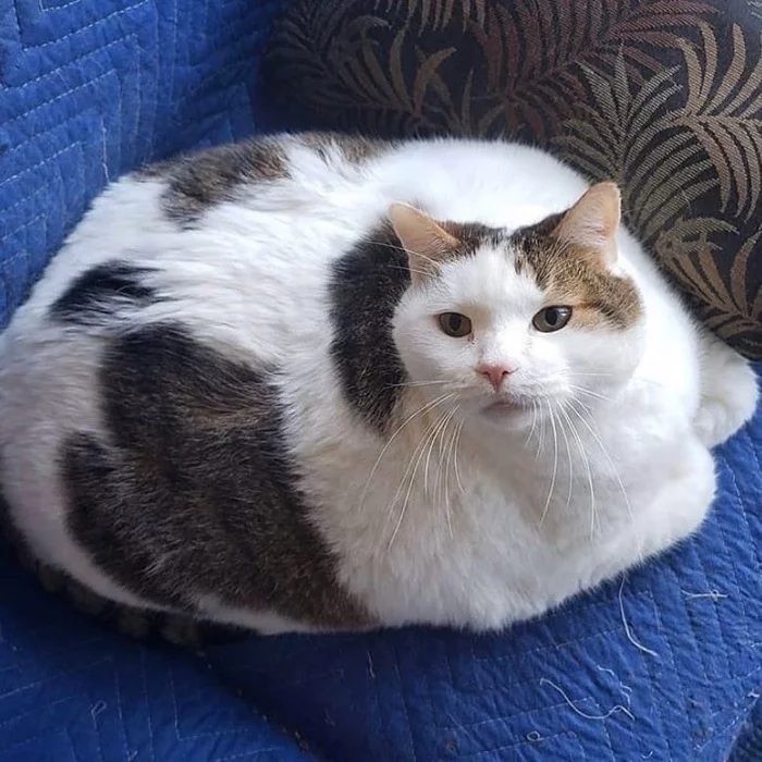 I didn't eat your pillow - cat, Fat cats, Excess weight