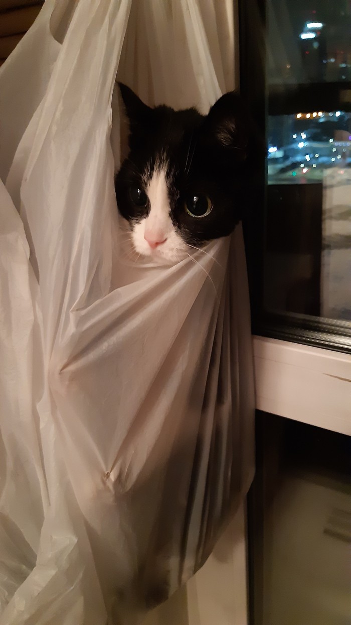 Заказала шаурму, а привезли кота в мешке