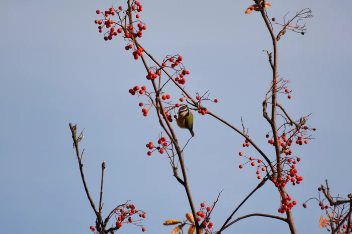 Titmouse balancing act - My, The photo, Tit, Lazorevka, Autumn, Rowan