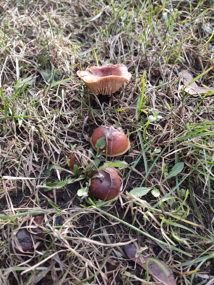 Winter in the Moscow region - My, Mushrooms, Winter, Abnormal weather, No snow