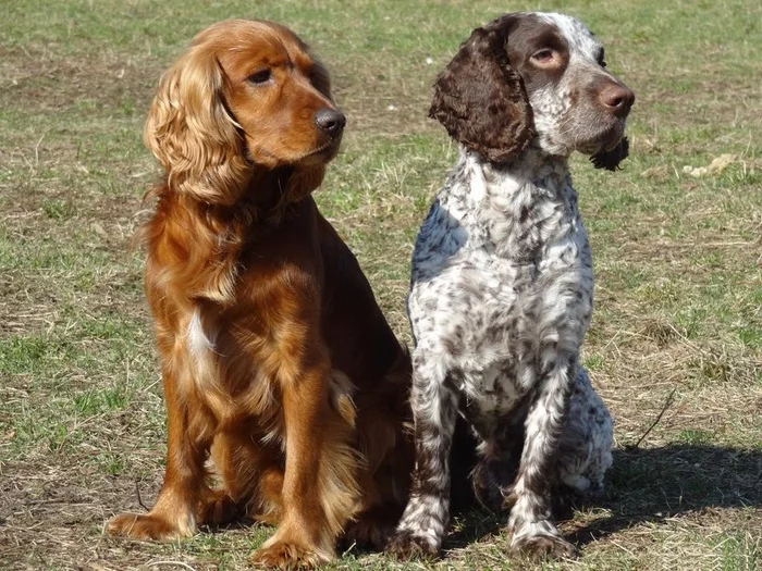 Russian hunting spaniel: the main thing about the breed - My, Animals, Dog, Puppies, Longpost, Dog breeding, Russian spaniel