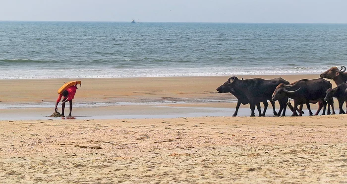 Toreador 80lvl - My, Goa, India, Sea, Beach, Bull, Toreador