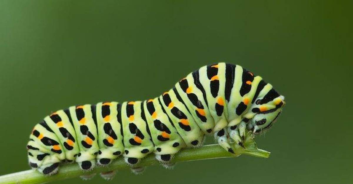 Личинка бабочки. Papilio Machaon гусеница. Махаон полосатая гусеница. Гусеница УКРОПНИЦА. Породистых гусениц.