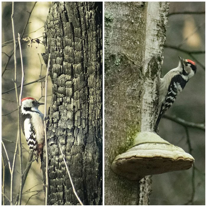 About woodpeckers of the Moscow region - My, Birds, Ornithology, Woodpeckers, Photo hunting, Nature, The nature of Russia, Schelkovo, Longpost