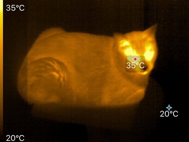 Просто горит газ на кухне. И перегретый кот. Инфракрасное фото. Снимал на Seek thermal и Iphone SE - Моё, Инфракрасная съемка, Фотография, Длиннопост