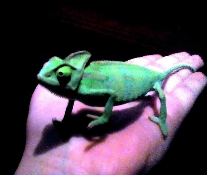 Chameleon in the house - My, Pets, Chameleon, Longpost