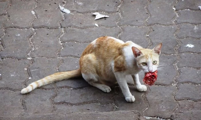 Scientists have observed how cats eat human corpses - The national geographic, cat, Experiments of scientists