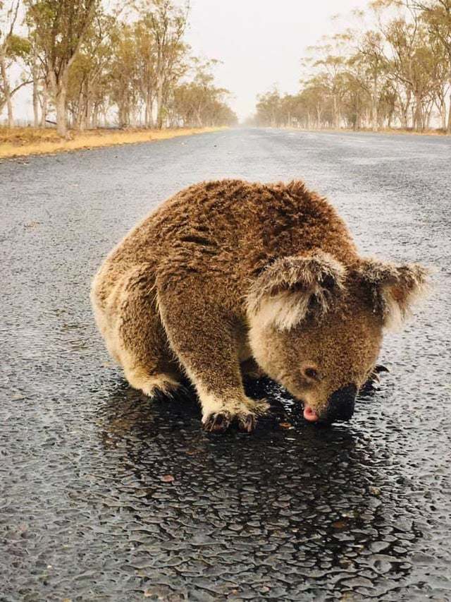 It finally rained in Australia - Australia, Fire, Koala, Rain, Water, Animals, Milota