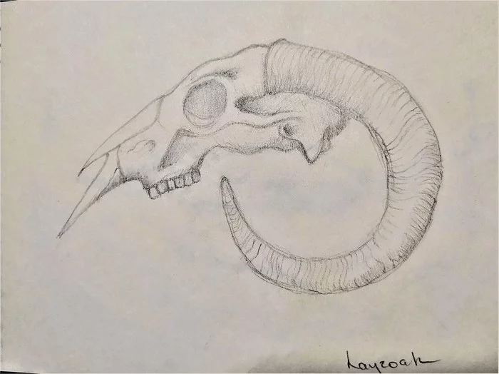 Skulls - My, Scull, Pencil drawing, Eye sockets, Horns, Tip, Anatomy, Longpost