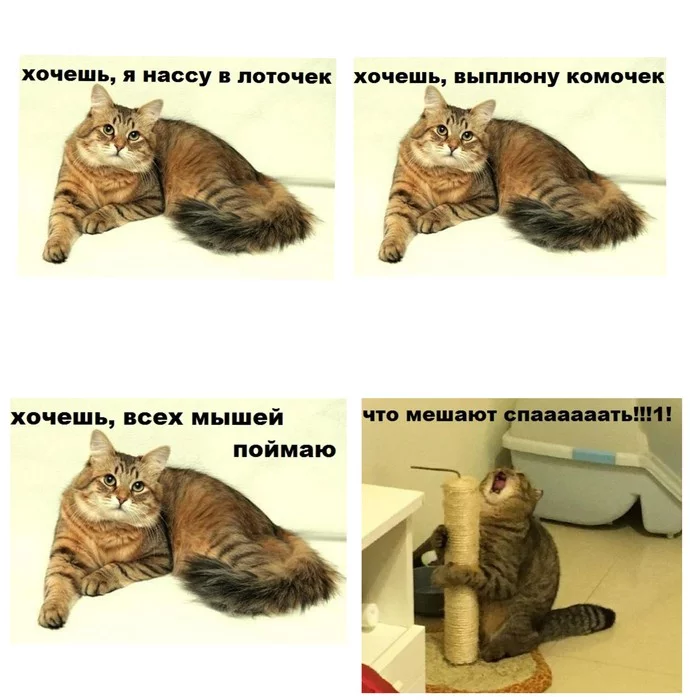 Zemphyra cat - Zemfira, cat, Picture with text, Humor