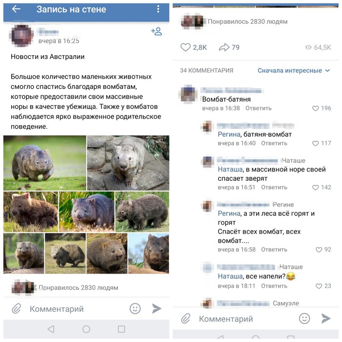 Герой вомбат