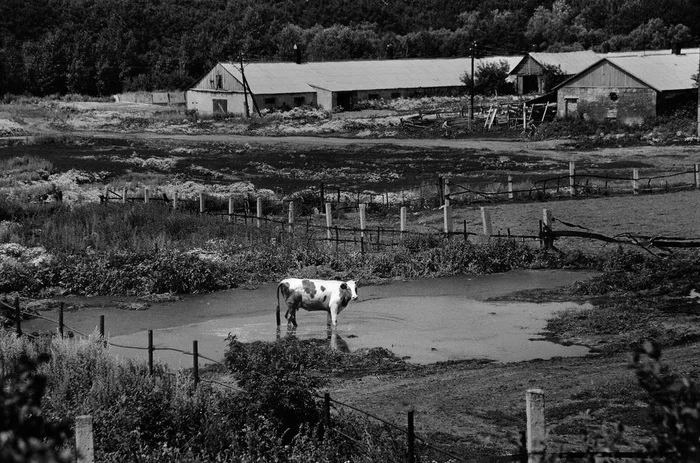 Last... - My, Cow, Collective farm, Black and white photo