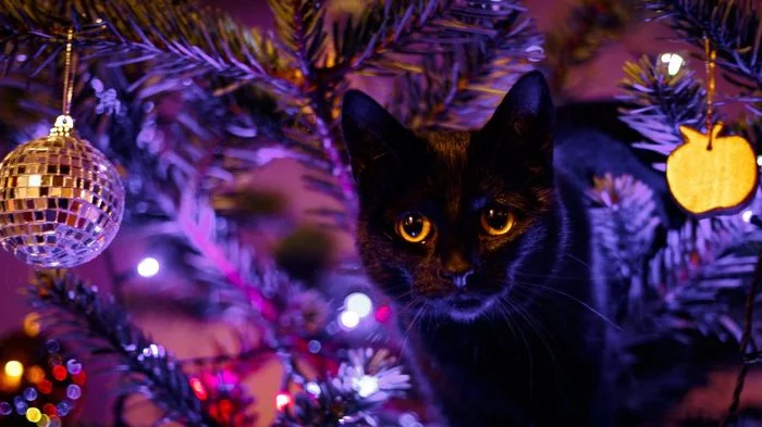 cat - cat, Winter, Christmas tree