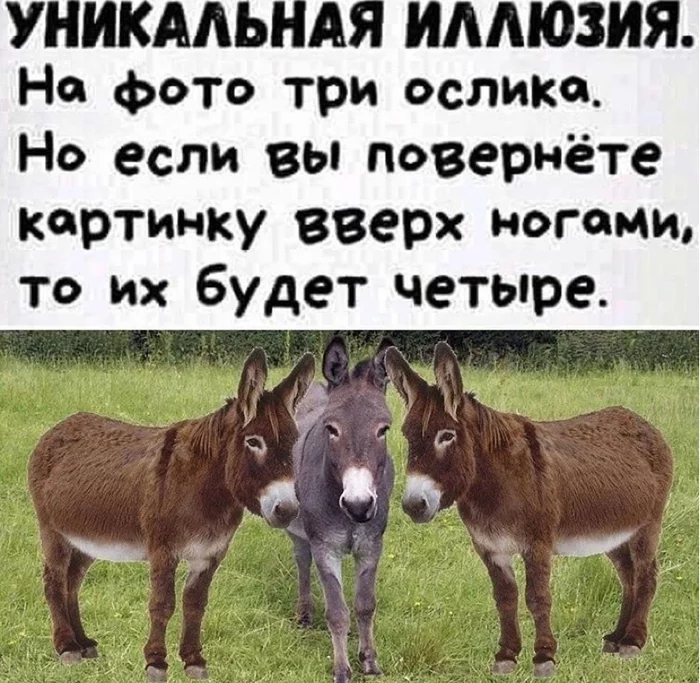 3+1 equals - Donkey, Picture with text