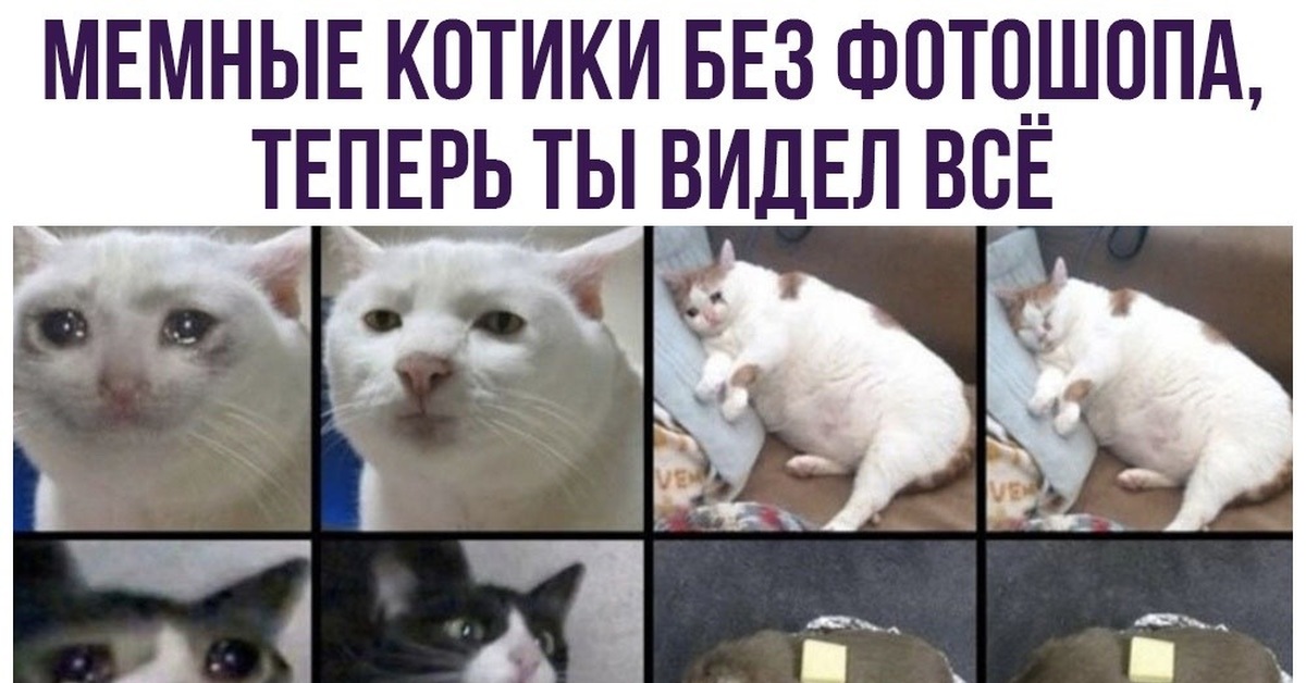 Мемные котики | Пикабу