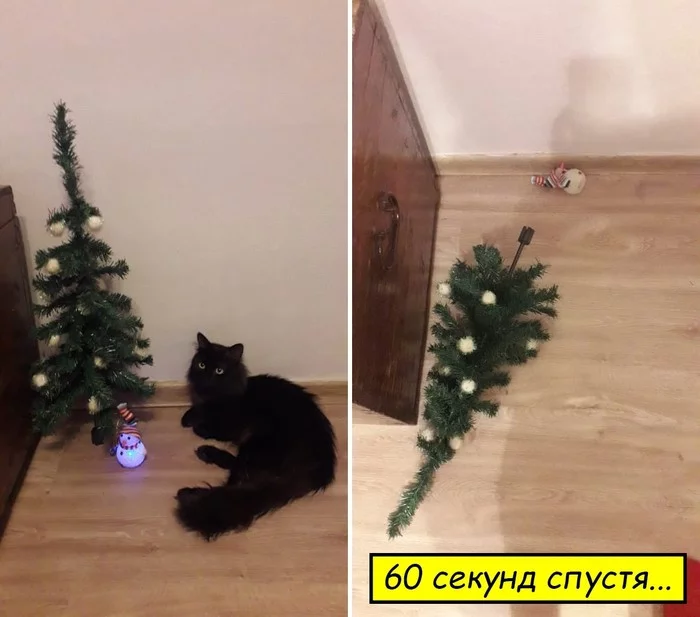 60 seconds later... - My, cat, Catomafia, Christmas tree, Milota, Plastic, Comics