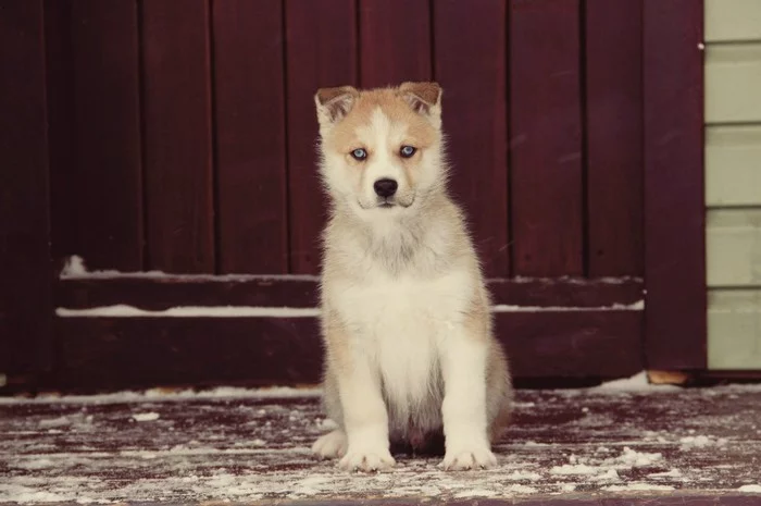 Husky hunter - My, Husky, Hunter, Fate, Baikal, Friend, Blue eyes, Dog, A life, Longpost