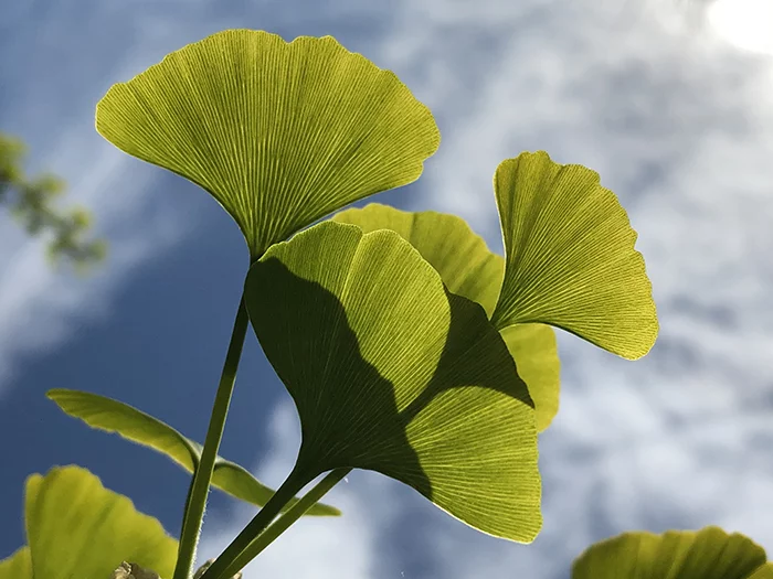 Ginkgos age slowly and very selectively, not allowing their immunity to deteriorate. - Botany, Plants, Science and life, Longpost, Ginkgo