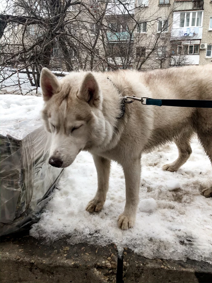 Dog found, Saratov [Owner found] - Lost, No rating, Found a dog, Saratov, Longpost, Dog