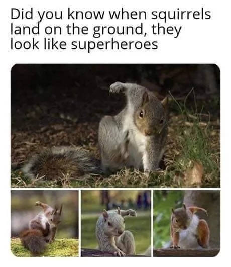 Superproteins - Picture with text, Squirrel, Strange humor, Humor, Superhero landing, Superheroes, Landing