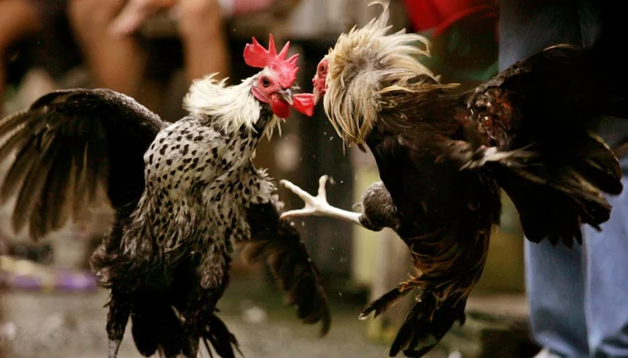 An armed rooster killed a man - India, Rooster, Animals, Birds