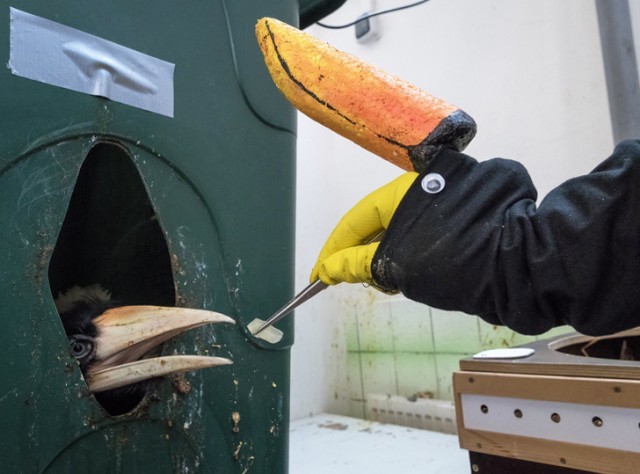 This is how hornbill chicks are fed at a Czech zoo. - Birds, Zoo, Rhinoceros Bird, The photo, Feeding