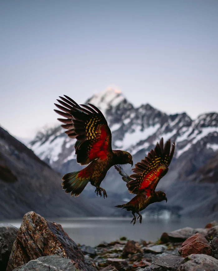 Kea parrots on a morning run - Kea, Phone wallpaper