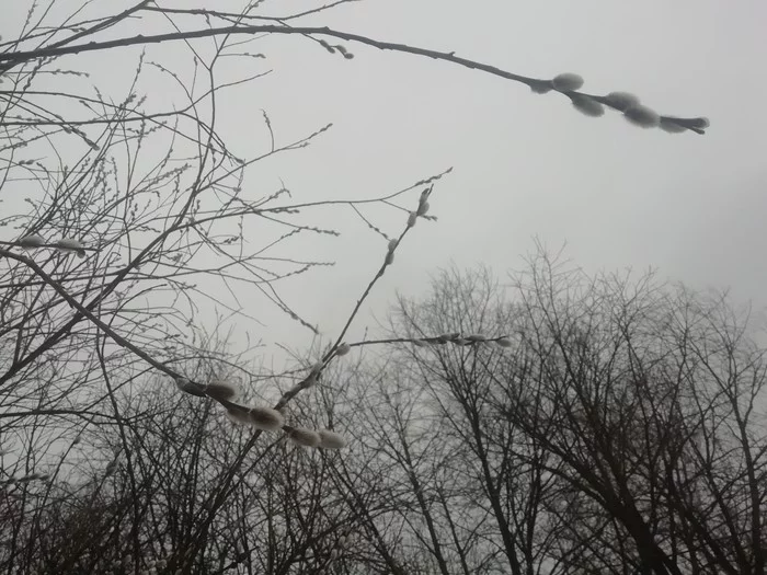 January 20th - My, Pussy willow, Chuvashia, January, Longpost