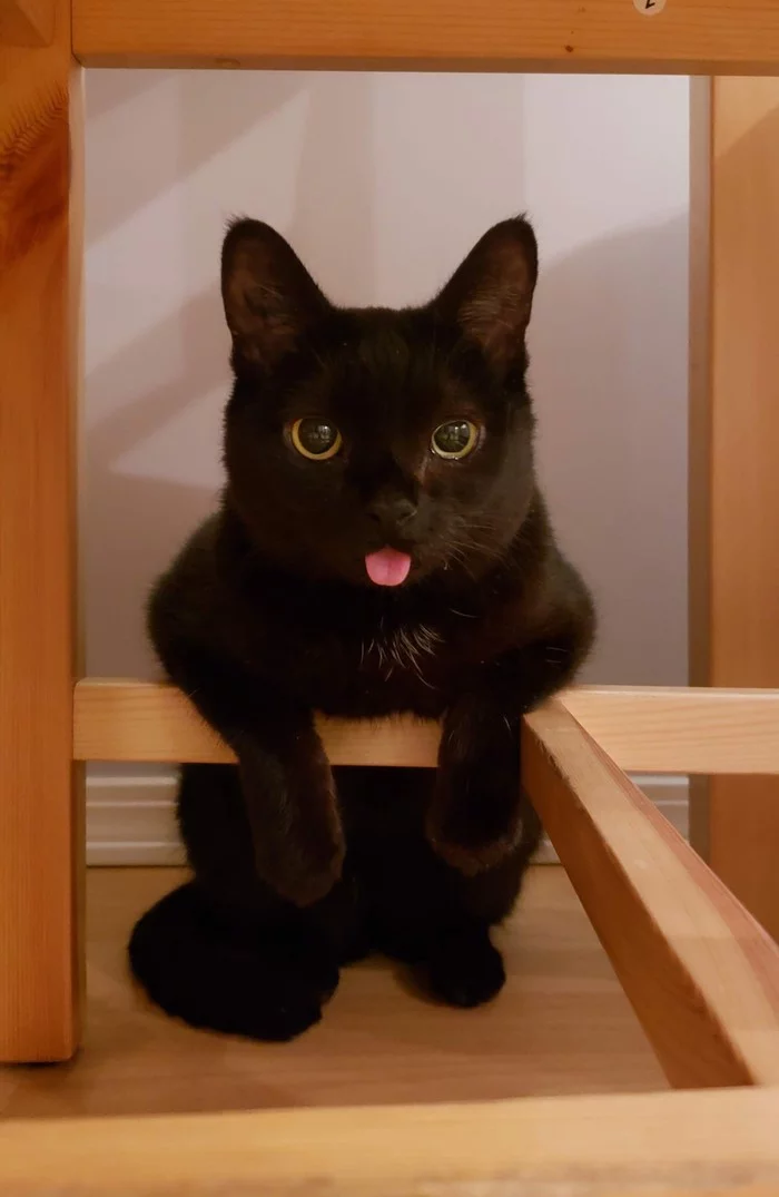 This is how my cat reacts after I scold him. - cat, Pets, Animals, Funny animals, Language, Blep