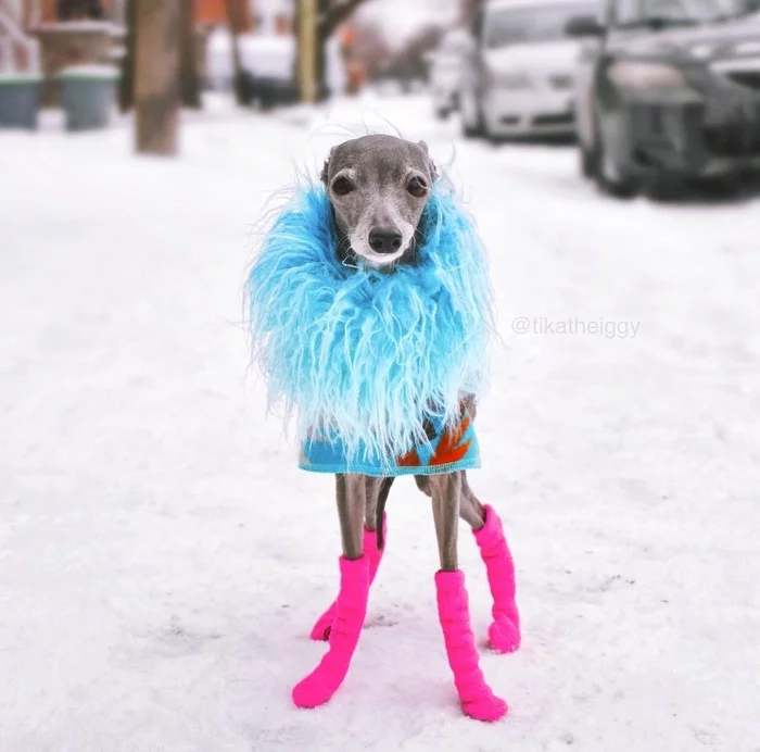 Fashionable verdict - Dog, Funny animals, Pets