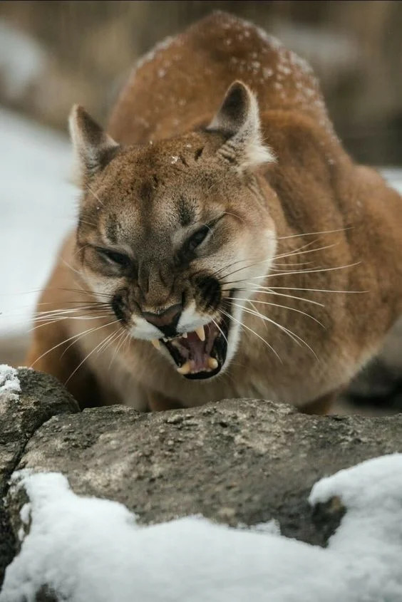 nature animals - Dangerous animals, Wild animals, Puma