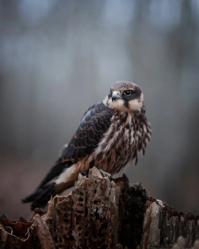 Princess of the Dark Forest - My, Falcon, Cheglok, Predator birds, The photo, Shotaowl