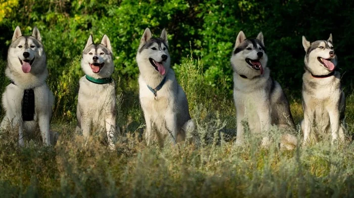 Stereotypes about huskies - My, Dog, Siberian Husky, Husky, Riding sports, Stereotypes, Mat, Video, Longpost