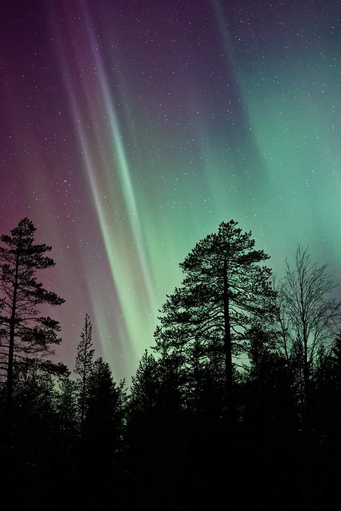 Shine... - The photo, Forest, Sky, Stars, Polar Lights