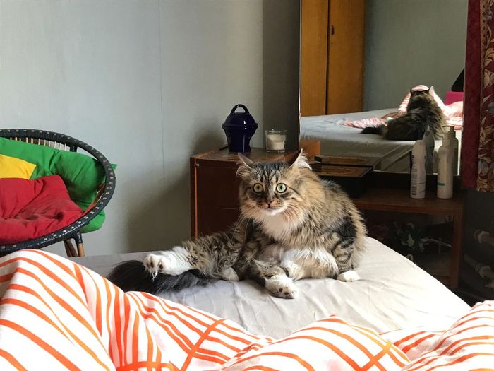 �������� ��������