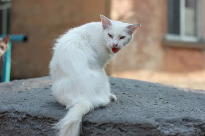 Kerch cats! - My, cat, Kerch, Crimea, Photobritish, Longpost