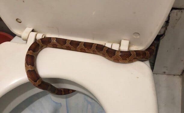 Tula Basilisk - Snake, Longpost, Toilet, Toilet, Maize snake