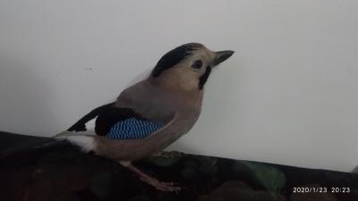 Found a January jay with a broken wing in the forest - My, Birds, wildlife, Jay, Question, Broken wing, No rating