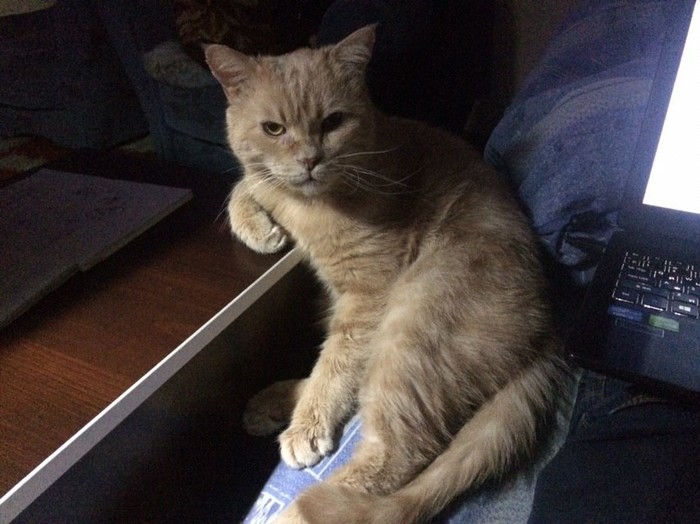 Кажется мой кот мною недоволен...
