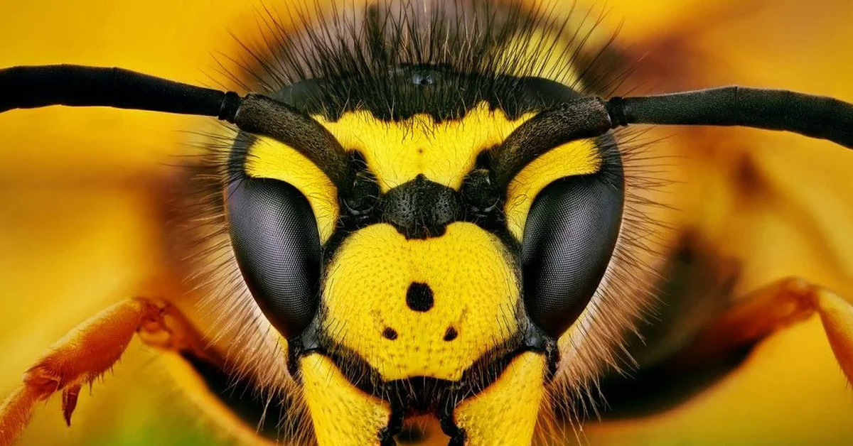 Какая голова пчел. Хоботок шмеля. Жвалы шершня. Глаза пчелы. Мордочка пчелы.