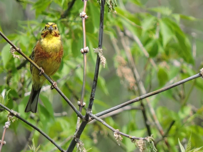 Observation of a nest of a common bunting in summer 2019 - My, Common oatmeal, Cell, Nest, Longpost