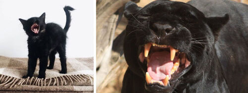 Jokers have proven that black cats have a lot in common with their wild counterparts - Animals, Big cats, Black Panther, Comparison, Longpost, cat, Jaguar