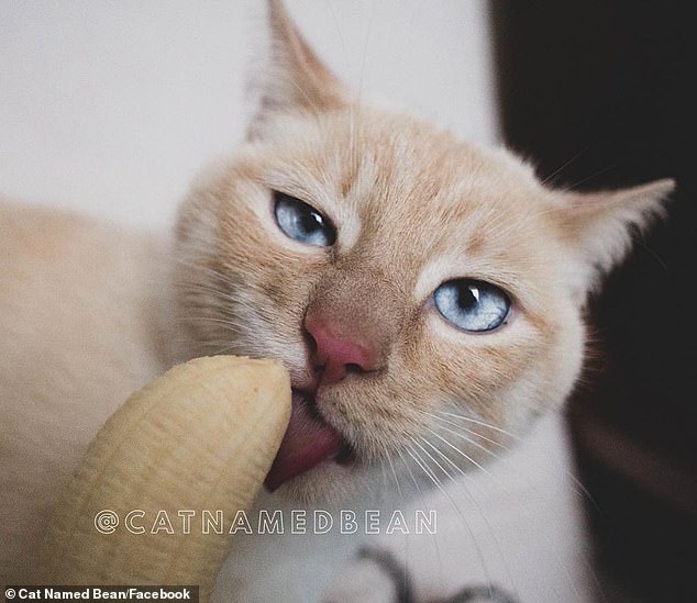 Кот очень любит бананы | Пикабу