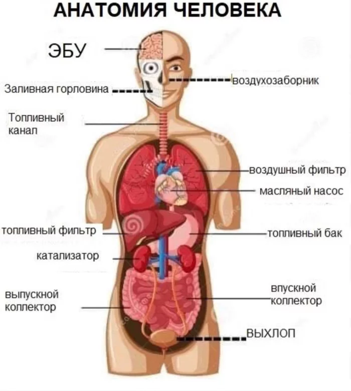 Человек - Машина - Анатомия, Машина, Авто, Тюнинг, Человек