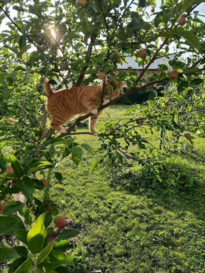 Что-то нам с Коржупелем лета захотелось... - Моё, Кот, Дачники, Усатый-Полосатый, Домашние животные, Длиннопост