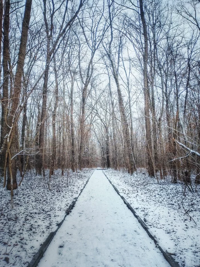 It's finally winter - Meizu, Forest, Longpost, Mobile photography, The photo, My