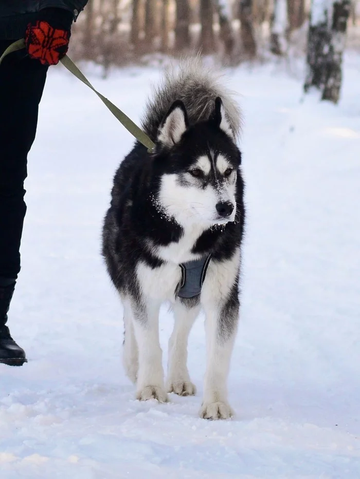 In the winter forest - My, Dog, Winter, Husky, Walking