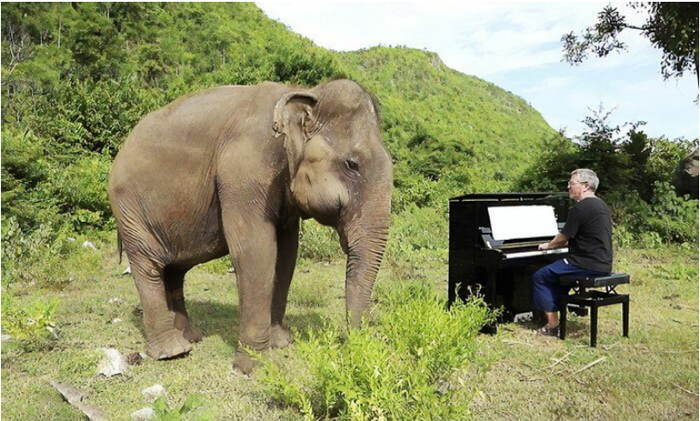 Чудесная реакция слепой слонихи на звуки пианино Видео, Слоны, Животные, Музыка, Заповедник, Длиннопост